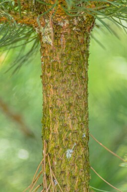 Pinus nigra subsp. nigra hochstamm 16/18