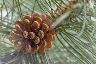 Pinus nigra subsp. nigra hochstamm 16/18