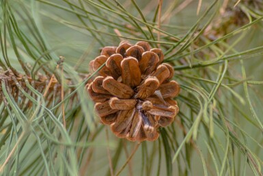 Pinus nigra subsp. nigra hochstamm 16/18