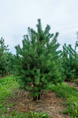 Pinus sylvestris