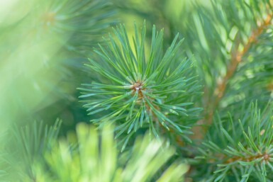 Pinus sylvestris