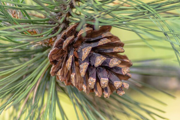 Pinus sylvestris