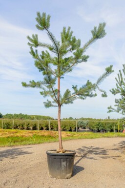 Pinus sylvestris hochstamm