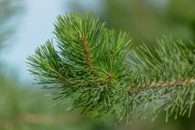 Pinus sylvestris hochstamm 10/12