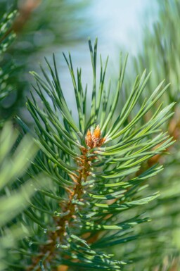 Pinus sylvestris hochstamm 10/12