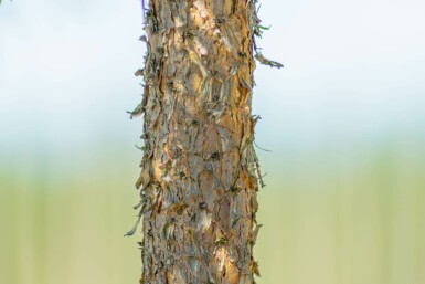 Pinus sylvestris hochstamm 10/12