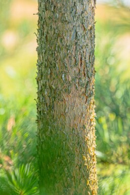 Pinus sylvestris hochstamm 10/12