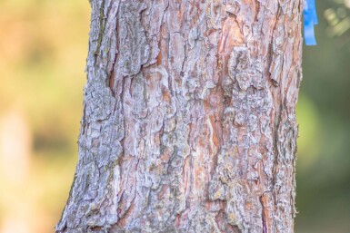 Pinus sylvestris hochstamm 10/12