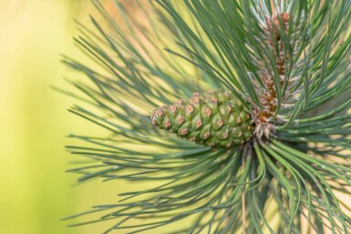 Pinus sylvestris hochstamm 10/12