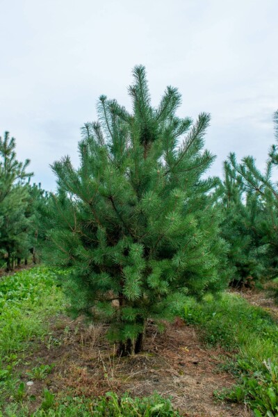 Pinus sylvestris mehrstämmig 200-250