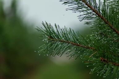 Pinus sylvestris mehrstämmig