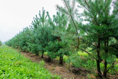 Pinus sylvestris mehrstämmig 200-250