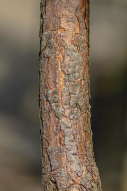 Pinus sylvestris mehrstämmig 200-250