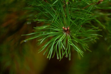 Pinus sylvestris mehrstämmig 200-250