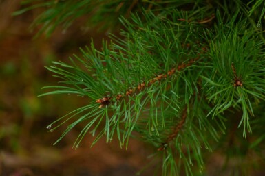 Pinus sylvestris mehrstämmig 200-250