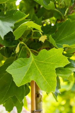 Platanus x hispanica 'Alphen's Globe'