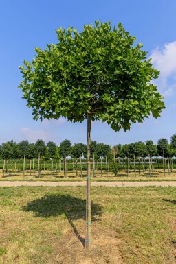 Platanus x hispanica 'Alphen's Globe' hochstamm