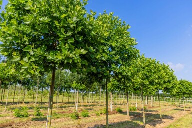 Platanus x hispanica 'Alphen's Globe' hochstamm 8/10 225cm Stamm