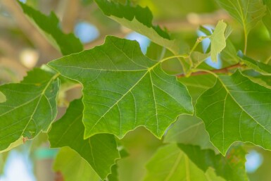 Platanus x hispanica 'Alphen's Globe' hochstamm 8/10 225cm Stamm