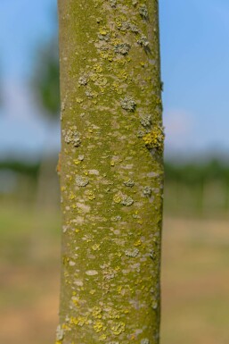 Platanus x hispanica 'Alphen's Globe' halbstamm