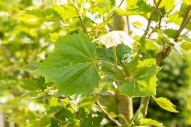 Platanus x hispanica 'Alphen's Globe' halbstamm 6/8 120cm Stamm