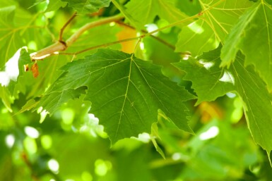 Platanus x hispanica hochstamm