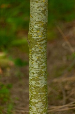 Platanus x hispanica hochstamm 8/10