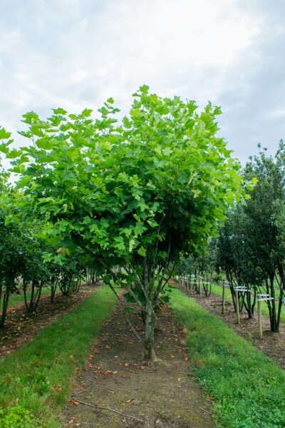 Platanus x hispanica mehrstämmig 250-300