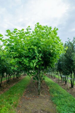 Platanus x hispanica mehrstämmig