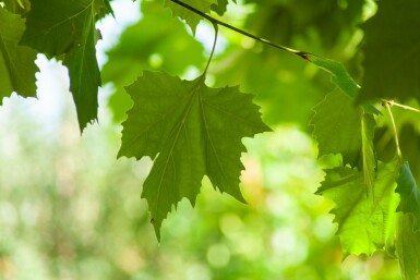 Platanus x hispanica mehrstämmig 250-300