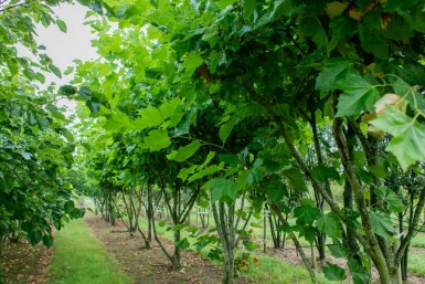 Platanus x hispanica mehrstämmig 250-300