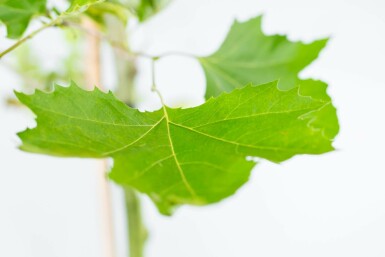 Platanus x hispanica mehrstämmig 250-300