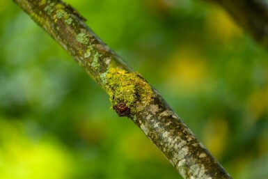 Platanus x hispanica mehrstämmig 250-300