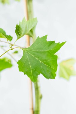 Platanus x hispanica spalierbaum