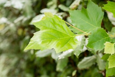 Platanus x hispanica spalierbaum 12/14 190cm Stamm 150b x 120h