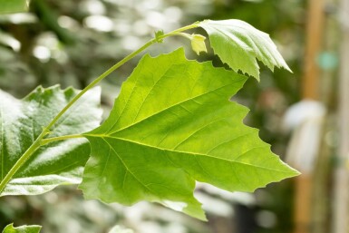 Platanus x hispanica spalierbaum 12/14 190cm Stamm 150b x 120h