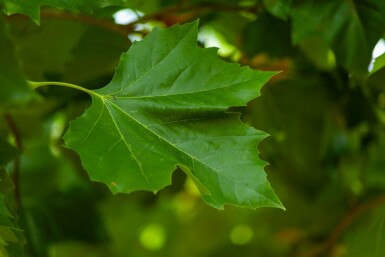 Platanus x hispanica dachform 12/14 240cm Stamm 120x120