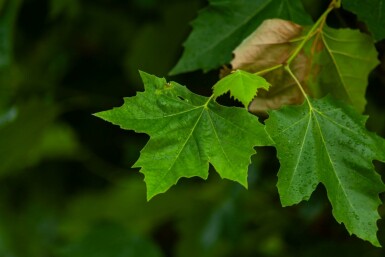 Platanus x hispanica dachform 12/14 240cm Stamm 120x120