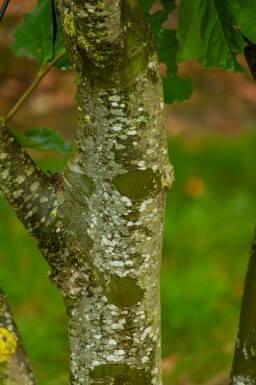 Platanus x hispanica dachform 12/14 240cm Stamm 120x120