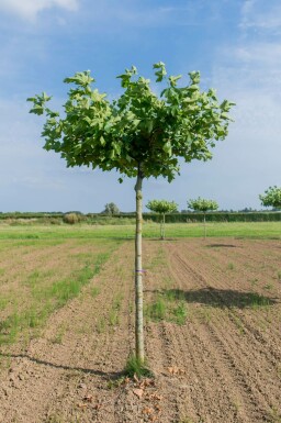 Platanus x hispanica dachform 12/14 240cm Stamm 120x120