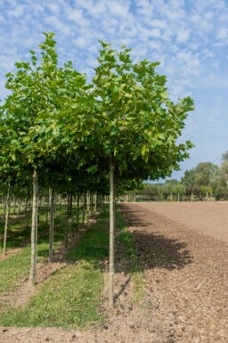 Platanus x hispanica dachform 12/14 240cm Stamm 120x120