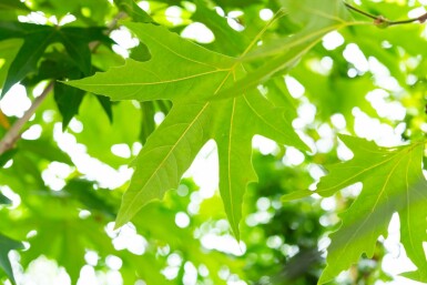 Platanus x hispanica 'Malburg' hochstamm