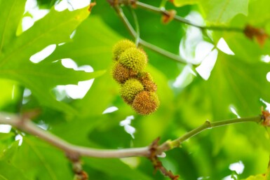 Platanus x hispanica 'Malburg' hochstamm 14/16