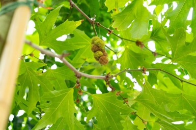 Platanus x hispanica 'Malburg' hochstamm 14/16