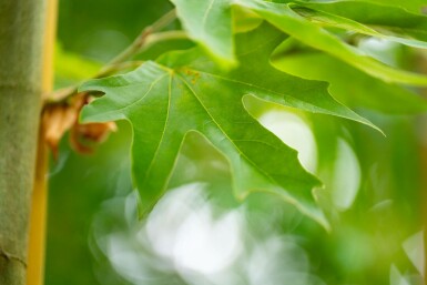 Platanus x hispanica 'Malburg' hochstamm 14/16