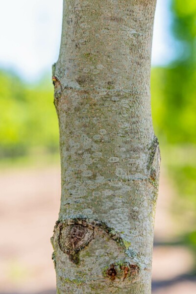 Platanus orientalis 'Minaret'