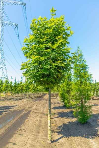 Platanus orientalis 'Minaret' hochstamm 10/12