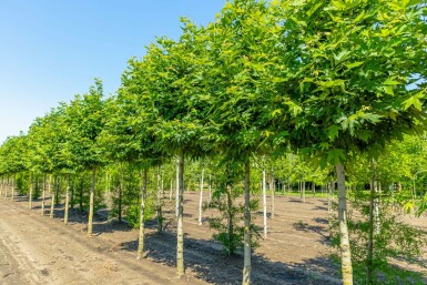 Platanus orientalis 'Minaret' hochstamm 10/12