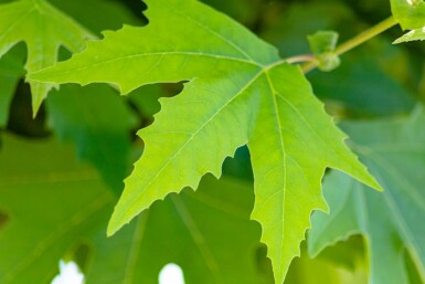 Platanus orientalis 'Minaret' hochstamm 10/12