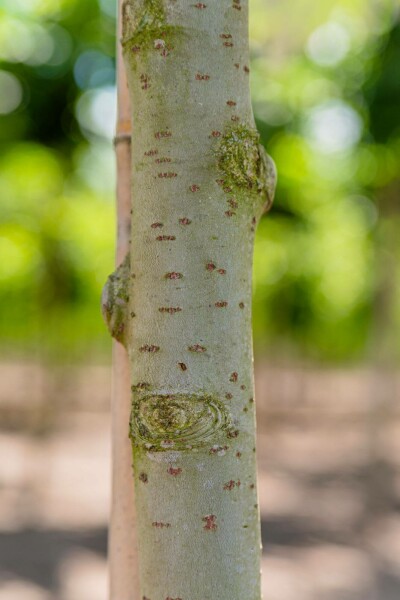 Populus alba